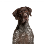 PetCenter Old Bridge Puppies For Sale German Shorthaired Pointer