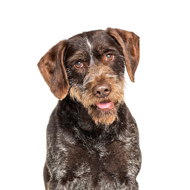 PetCenter Old Bridge German Wirehaired Pointer