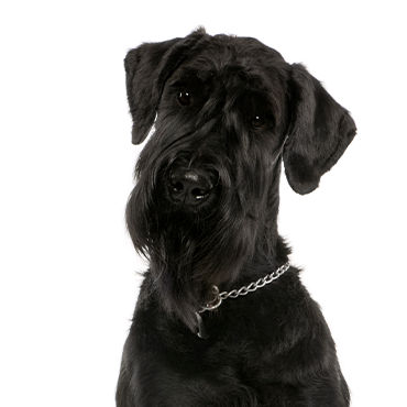 PetCenter Old Bridge Giant Schnauzer