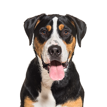 PetCenter Old Bridge Great Swiss Mountain Dog