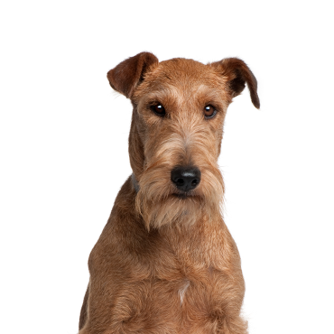 PetCenter Old Bridge Irish Terrier
