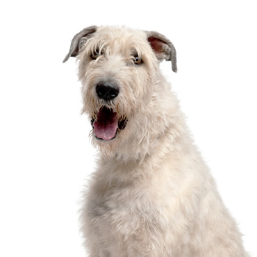 PetCenter Old Bridge Irish Wolfhound