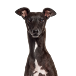 PetCenter Old Bridge Puppies For Sale Italian Greyhound