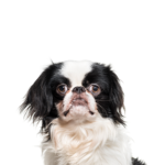 PetCenter Old Bridge Puppies For Sale Japanese Chin