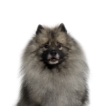 PetCenter Old Bridge Puppies For Sale Keeshond