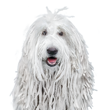 PetCenter Old Bridge Komondor