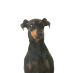 PetCenter Old Bridge Puppies For Sale Manchester Terrier