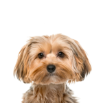 PetCenter Old Bridge Puppies For Sale Morkie