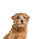 PetCenter Old Bridge Puppies For Sale Norfolk Terrier