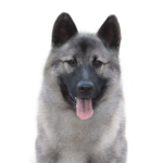 PetCenter Old Bridge Puppies For Sale Norwegian Elkhound