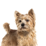 PetCenter Old Bridge Puppies For Sale Norwich Terrier