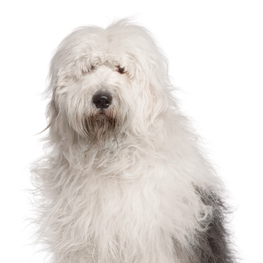 PetCenter Old Bridge Old English Sheepdog