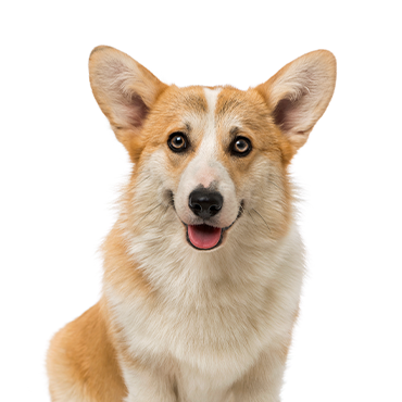 PetCenter Old Bridge Pembroke Welsh Corgi