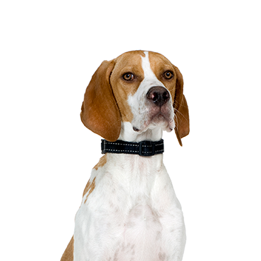 PetCenter Old Bridge Pointer