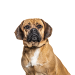 PetCenter Old Bridge Puppies For Sale Puggle