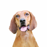 PetCenter Old Bridge Puppies For Sale Redbone Coonhound