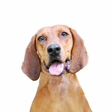 PetCenter Old Bridge Redbone Coonhound