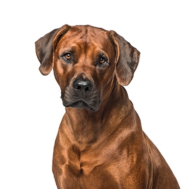 PetCenter Old Bridge Rhodesian Ridgeback