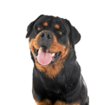 PetCenter Old Bridge Puppies For Sale Rottweiler