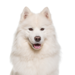 PetCenter Old Bridge Puppies For Sale Samoyed