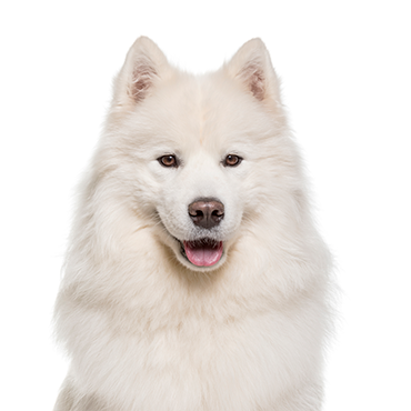 PetCenter Old Bridge Samoyed