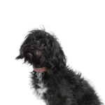 PetCenter Old Bridge Puppies For Sale Schnoodle
