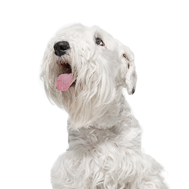 PetCenter Old Bridge Sealyham Terrier