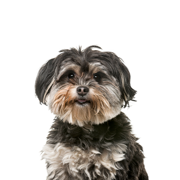 PetCenter Old Bridge Shih Poo