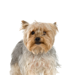 PetCenter Old Bridge Puppies For Sale Silky Terrier