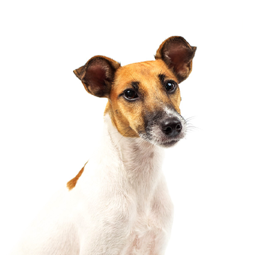 PetCenter Old Bridge Smooth Fox Terrier