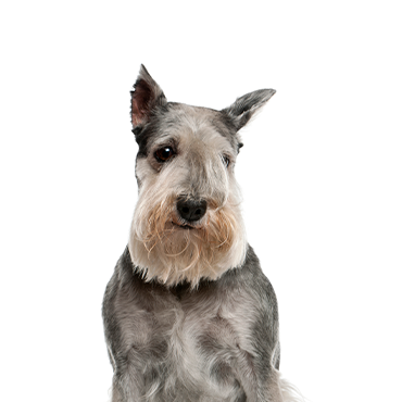 PetCenter Old Bridge Standard Schnauzer
