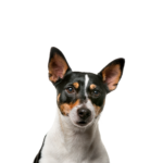 PetCenter Old Bridge Puppies For Sale Toy Fox Terrier