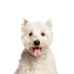 PetCenter Old Bridge Puppies For Sale West Highland Terrier