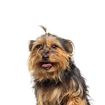 PetCenter Old Bridge Yorkie-Chon