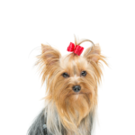 PetCenter Old Bridge Puppies For Sale Yorkshire Terrier