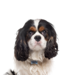 PetCenter Old Bridge Puppies For Sale Cavalier King Charles Spaniel