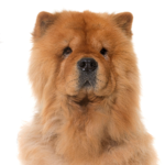 PetCenter Old Bridge Puppies For Sale Chow Chow