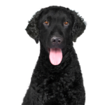 PetCenter Old Bridge Puppies For Sale Curly-Coated Retriever