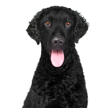 PetCenter Old Bridge Curly-Coated Retriever
