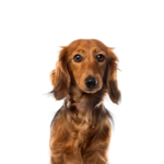 PetCenter Old Bridge Puppies For Sale Dachshund
