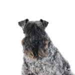 PetCenter Old Bridge Puppies For Sale Kerry Blue Terrier