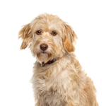 PetCenter Old Bridge Puppies For Sale Labradoodle