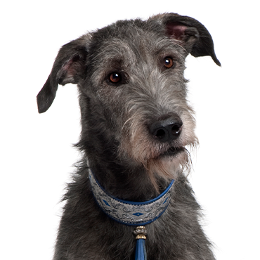 PetCenter Old Bridge Scottish Deerhound