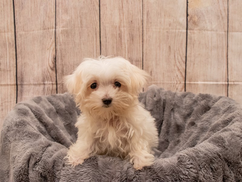 Maltese- Available 9/30-DOG-Male-White-3322229-PetCenter Old Bridge Puppies For Sale