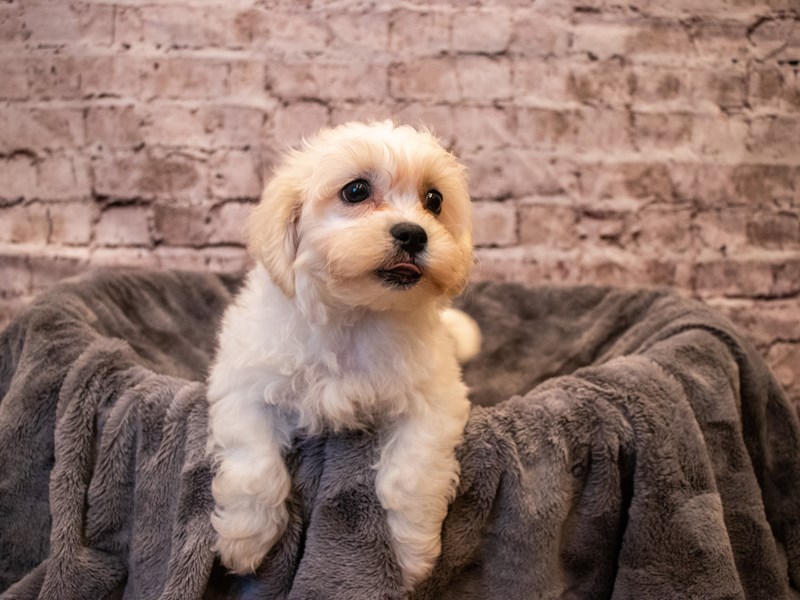 Teddy Bear- Available 11/3-Male-White-3367441-PetCenter Old Bridge Puppies For Sale