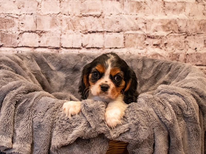 Cavalier King Charles Spaniel- Available 11/3-Female-Black and White-3367992-PetCenter Old Bridge Puppies For Sale