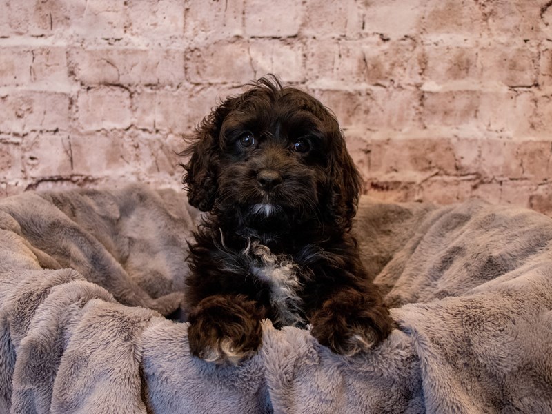 Cavapoo- Available 11/17-Female-Black-3386579-PetCenter Old Bridge Puppies For Sale
