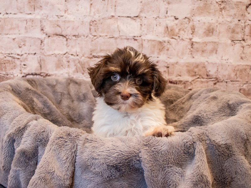Havanese-Female-Chocolate / White-3385614-PetCenter Old Bridge Puppies For Sale