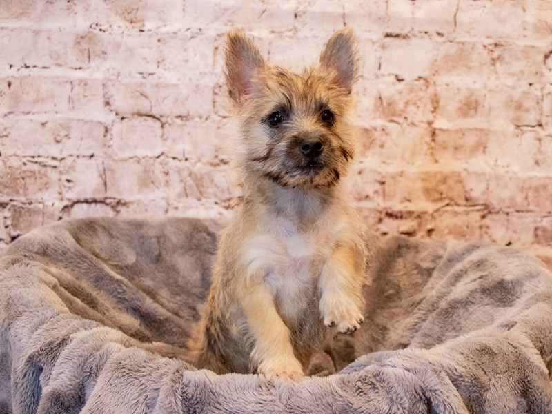 Cairn Terrier-Female-Wheaten-3385612-PetCenter Old Bridge