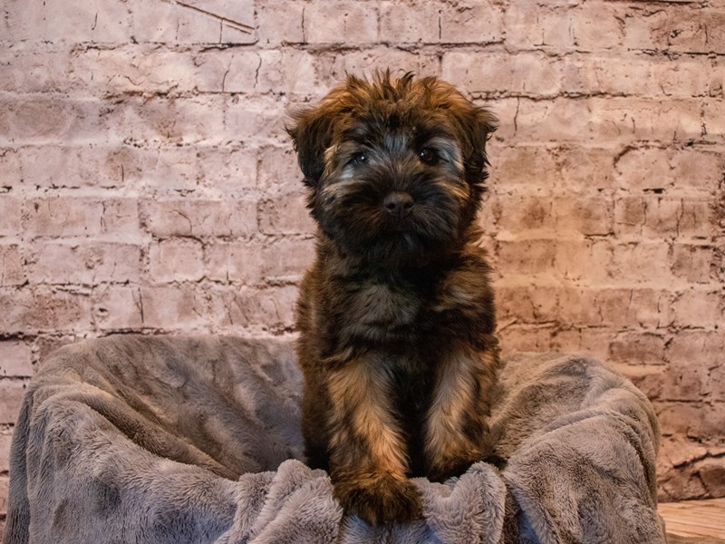 Soft Coated Wheaten Terrier- Available 11/17-DOG-Female-Wheaten-3385609-PetCenter Old Bridge Puppies For Sale